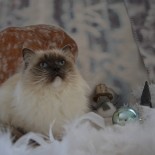 Floyd  noël 2016 - Chatterie Ragdolls du Val de Beauvoir